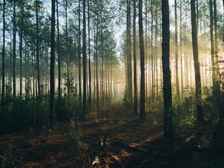 Sumuinen metsä