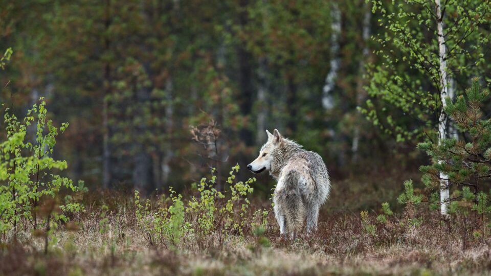 Suurpetotilanne kaipaa realismia ja kuuntelemista